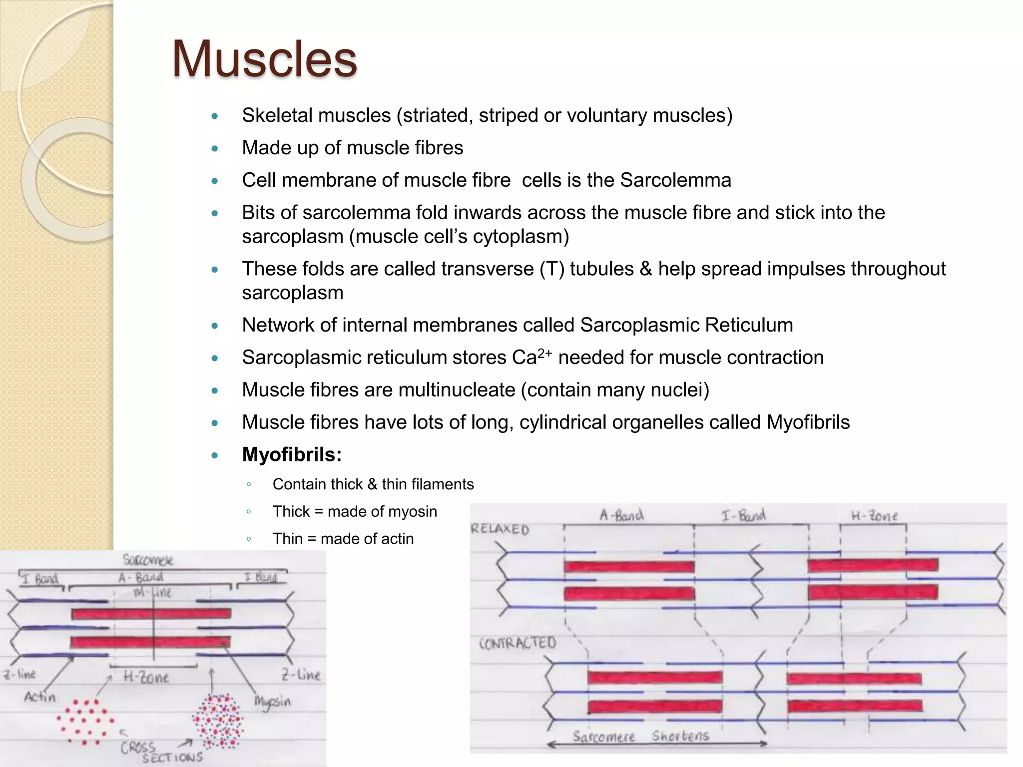 Muscles
 Skeletal muscles (striated, striped or voluntary muscles)
 Made up of muscle fibres
 Cell membrane of muscle fibre cells is the Sarcolemma
 Bits of sarcolemma fold inwards across the muscle fibre and stick into the
sarcoplasm (muscle cell’s cytoplasm)
 These folds are called transverse (T) tubules & help spread impulses throughout
sarcoplasm
 Network of internal membranes called Sarcoplasmic Reticulum
 Sarcoplasmic reticulum stores Ca2+ needed for muscle contraction
 Muscle fibres are multinucleate (contain many nuclei)
 Muscle fibres have lots of long, cylindrical organelles called Myofibrils
 Myofibrils:
◦ Contain thick & thin filaments
◦ Thick = made of myosin
◦ Thin = made of actin
 