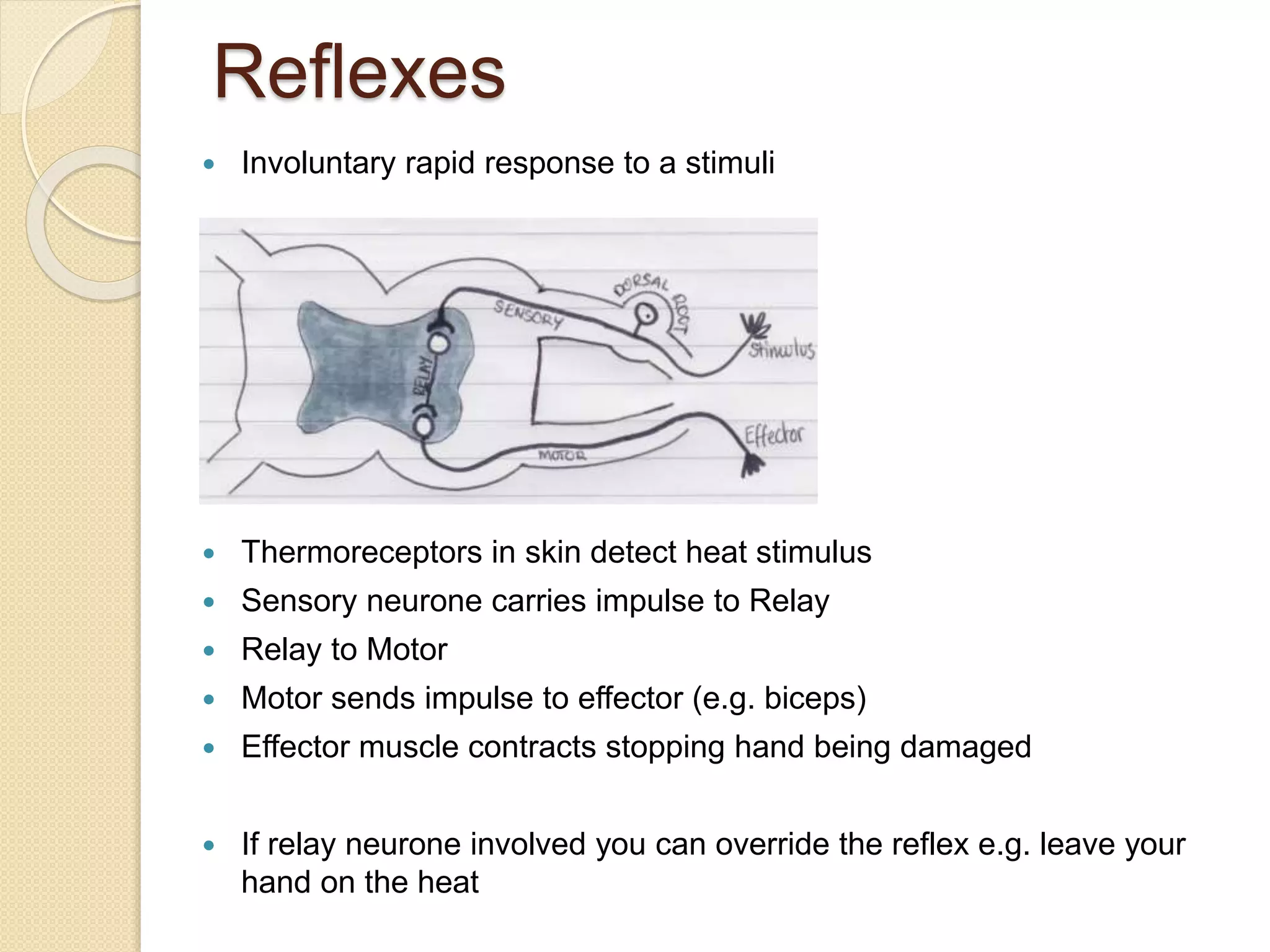 Reflexes
 Involuntary rapid response to a stimuli
 Thermoreceptors in skin detect heat stimulus
 Sensory neurone carries impulse to Relay
 Relay to Motor
 Motor sends impulse to effector (e.g. biceps)
 Effector muscle contracts stopping hand being damaged
 If relay neurone involved you can override the reflex e.g. leave your
hand on the heat
 