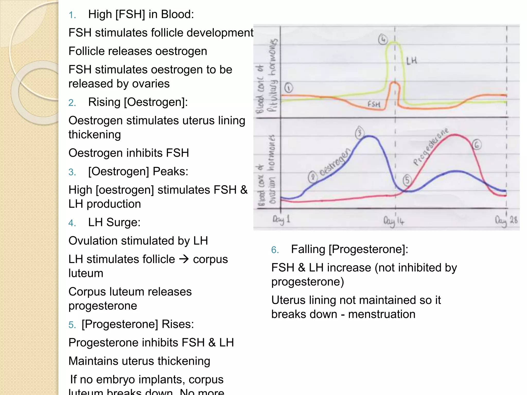 1. High [FSH] in Blood:
FSH stimulates follicle development
Follicle releases oestrogen
FSH stimulates oestrogen to be
released by ovaries
2. Rising [Oestrogen]:
Oestrogen stimulates uterus lining
thickening
Oestrogen inhibits FSH
3. [Oestrogen] Peaks:
High [oestrogen] stimulates FSH &
LH production
4. LH Surge:
Ovulation stimulated by LH
LH stimulates follicle  corpus
luteum
Corpus luteum releases
progesterone
5. [Progesterone] Rises:
Progesterone inhibits FSH & LH
Maintains uterus thickening
If no embryo implants, corpus
6. Falling [Progesterone]:
FSH & LH increase (not inhibited by
progesterone)
Uterus lining not maintained so it
breaks down - menstruation
 