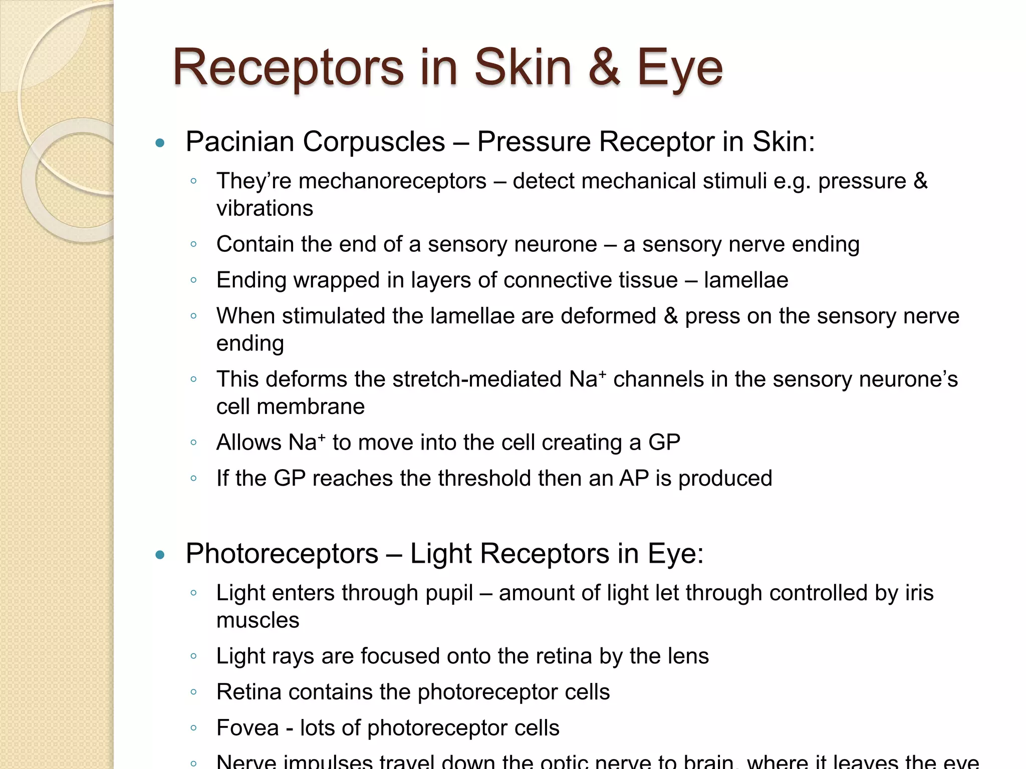 Receptors in Skin & Eye
 Pacinian Corpuscles – Pressure Receptor in Skin:
◦ They’re mechanoreceptors – detect mechanical stimuli e.g. pressure &
vibrations
◦ Contain the end of a sensory neurone – a sensory nerve ending
◦ Ending wrapped in layers of connective tissue – lamellae
◦ When stimulated the lamellae are deformed & press on the sensory nerve
ending
◦ This deforms the stretch-mediated Na+ channels in the sensory neurone’s
cell membrane
◦ Allows Na+ to move into the cell creating a GP
◦ If the GP reaches the threshold then an AP is produced
 Photoreceptors – Light Receptors in Eye:
◦ Light enters through pupil – amount of light let through controlled by iris
muscles
◦ Light rays are focused onto the retina by the lens
◦ Retina contains the photoreceptor cells
◦ Fovea - lots of photoreceptor cells
 