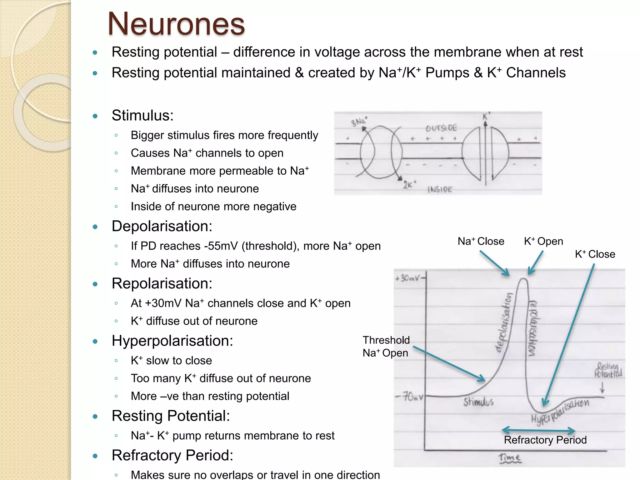 Neurones
 Resting potential – difference in voltage across the membrane when at rest
 Resting potential maintained & created by Na+/K+ Pumps & K+ Channels
 Stimulus:
◦ Bigger stimulus fires more frequently
◦ Causes Na+ channels to open
◦ Membrane more permeable to Na+
◦ Na+ diffuses into neurone
◦ Inside of neurone more negative
 Depolarisation:
◦ If PD reaches -55mV (threshold), more Na+ open
◦ More Na+ diffuses into neurone
 Repolarisation:
◦ At +30mV Na+ channels close and K+ open
◦ K+ diffuse out of neurone
 Hyperpolarisation:
◦ K+ slow to close
◦ Too many K+ diffuse out of neurone
◦ More –ve than resting potential
 Resting Potential:
◦ Na+- K+ pump returns membrane to rest
 Refractory Period:
◦ Makes sure no overlaps or travel in one direction
K+ OpenNa+ Close
Threshold
Na+ Open
K+ Close
Refractory Period
 
