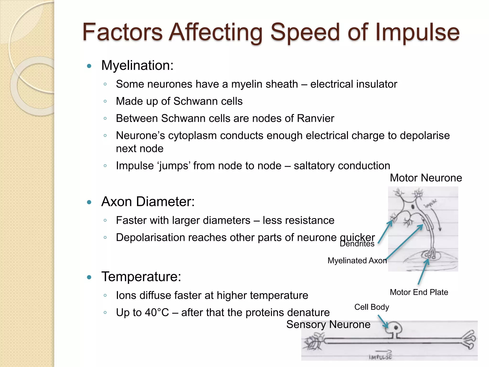 Factors Affecting Speed of Impulse
 Myelination:
◦ Some neurones have a myelin sheath – electrical insulator
◦ Made up of Schwann cells
◦ Between Schwann cells are nodes of Ranvier
◦ Neurone’s cytoplasm conducts enough electrical charge to depolarise
next node
◦ Impulse ‘jumps’ from node to node – saltatory conduction
 Axon Diameter:
◦ Faster with larger diameters – less resistance
◦ Depolarisation reaches other parts of neurone quicker
 Temperature:
◦ Ions diffuse faster at higher temperature
◦ Up to 40°C – after that the proteins denature
Motor Neurone
Sensory Neurone
Myelinated Axon
Dendrites
Cell Body
Motor End Plate
 
