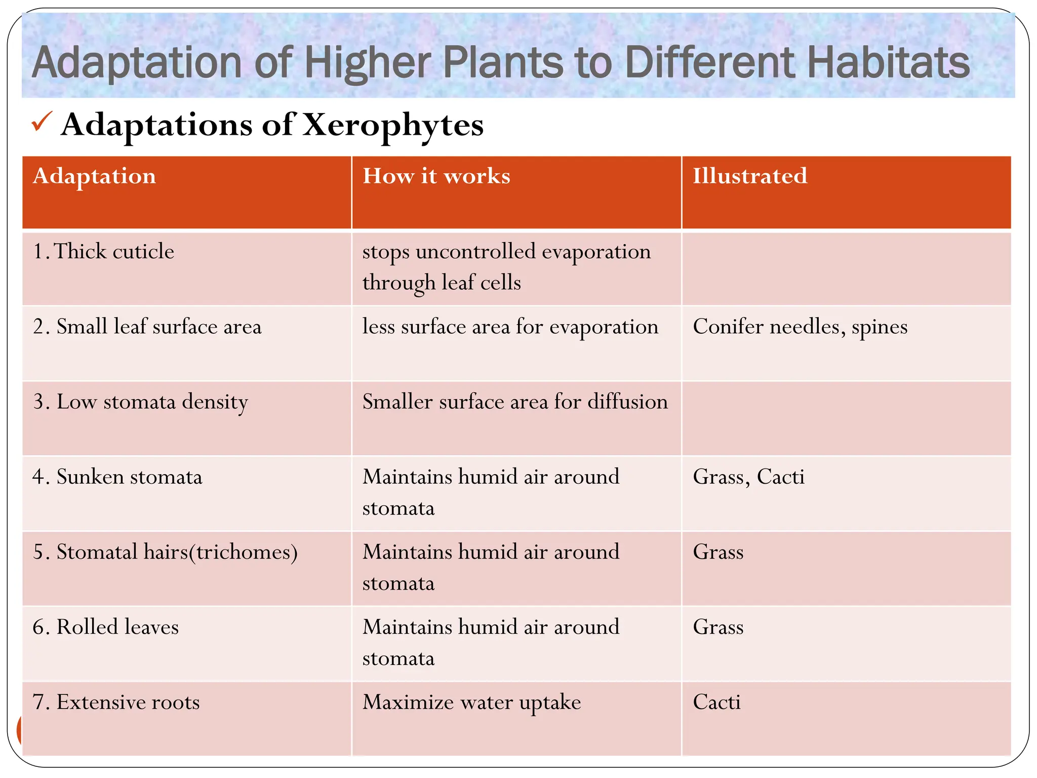 Adaptation of Higher Plants to Different Habitats
✓ Adaptations of Xerophytes
10
Adaptation How it works Illustrated
1.Thick cuticle stops uncontrolled evaporation
through leaf cells
2. Small leaf surface area less surface area for evaporation Conifer needles, spines
3. Low stomata density Smaller surface area for diffusion
4. Sunken stomata Maintains humid air around
stomata
Grass, Cacti
5. Stomatal hairs(trichomes) Maintains humid air around
stomata
Grass
6. Rolled leaves Maintains humid air around
stomata
Grass
7. Extensive roots Maximize water uptake Cacti
 