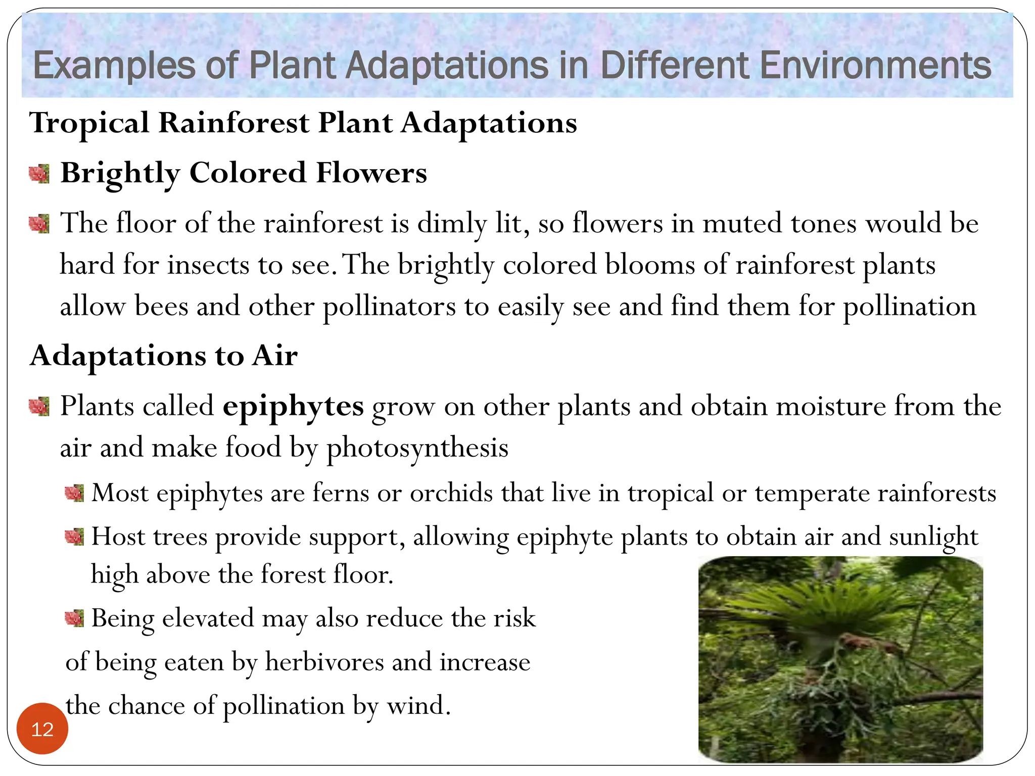 Examples of Plant Adaptations in Different Environments
Tropical Rainforest Plant Adaptations
Brightly Colored Flowers
The floor of the rainforest is dimly lit, so flowers in muted tones would be
hard for insects to see.The brightly colored blooms of rainforest plants
allow bees and other pollinators to easily see and find them for pollination
Adaptations to Air
Plants called epiphytes grow on other plants and obtain moisture from the
air and make food by photosynthesis
Most epiphytes are ferns or orchids that live in tropical or temperate rainforests
Host trees provide support, allowing epiphyte plants to obtain air and sunlight
high above the forest floor.
Being elevated may also reduce the risk
of being eaten by herbivores and increase
the chance of pollination by wind.
12
 