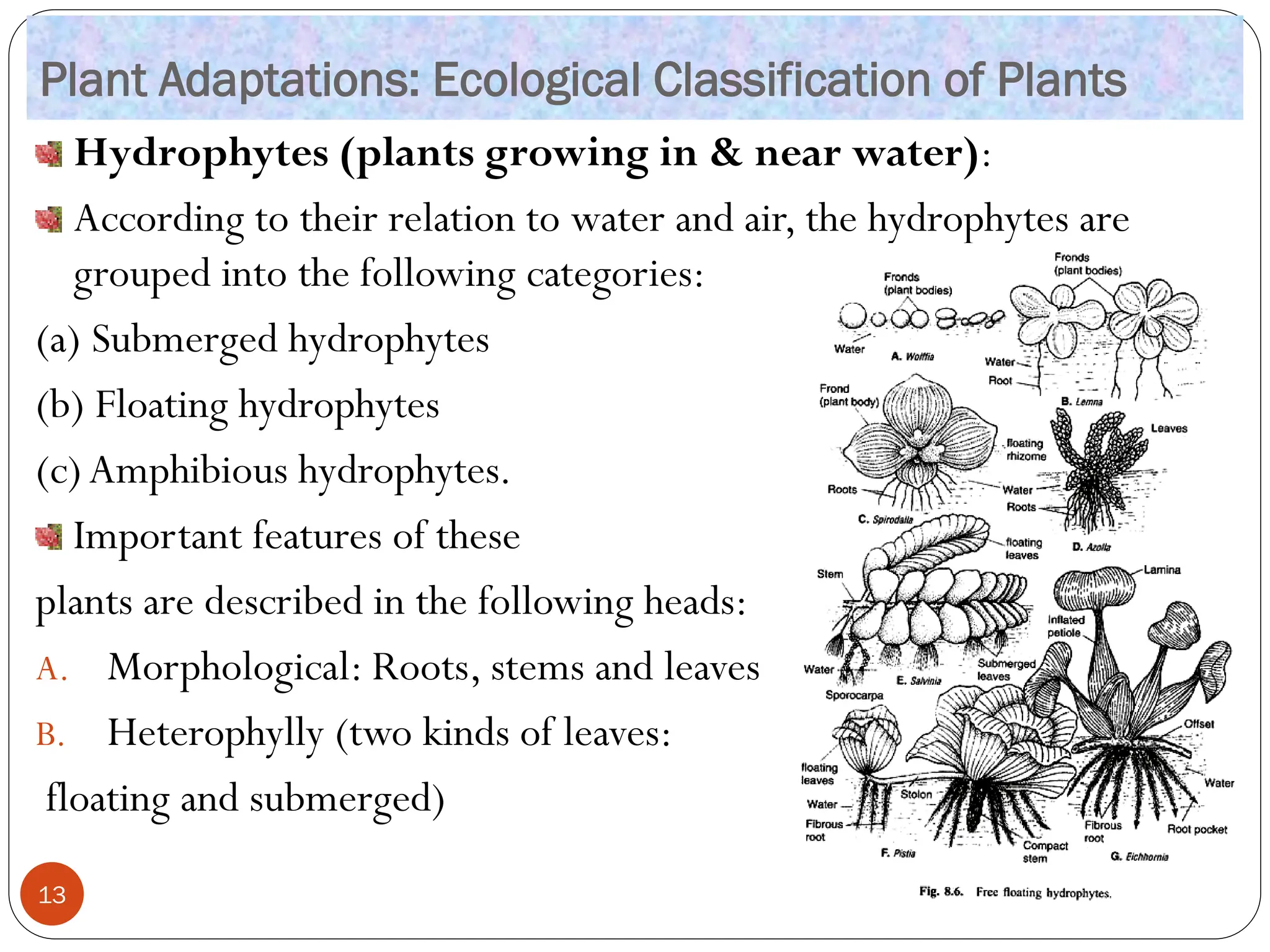 Plant Adaptations: Ecological Classification of Plants
Hydrophytes (plants growing in & near water):
According to their relation to water and air, the hydrophytes are
grouped into the following categories:
(a) Submerged hydrophytes
(b) Floating hydrophytes
(c)Amphibious hydrophytes.
Important features of these
plants are described in the following heads:
A. Morphological: Roots, stems and leaves
B. Heterophylly (two kinds of leaves:
floating and submerged)
13
 