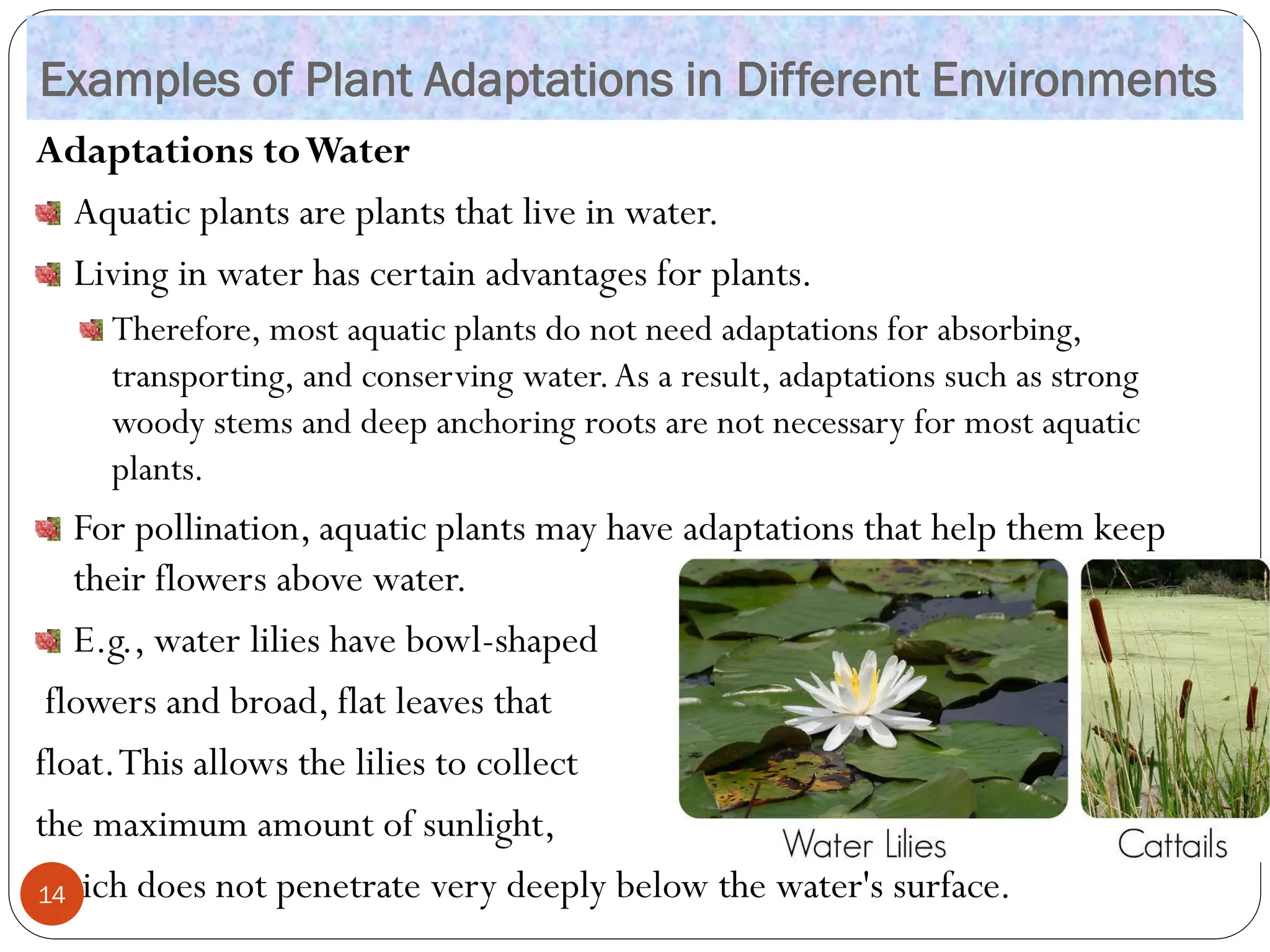 Examples of Plant Adaptations in Different Environments
Adaptations toWater
Aquatic plants are plants that live in water.
Living in water has certain advantages for plants.
Therefore, most aquatic plants do not need adaptations for absorbing,
transporting, and conserving water.As a result, adaptations such as strong
woody stems and deep anchoring roots are not necessary for most aquatic
plants.
For pollination, aquatic plants may have adaptations that help them keep
their flowers above water.
E.g., water lilies have bowl-shaped
flowers and broad, flat leaves that
float.This allows the lilies to collect
the maximum amount of sunlight,
which does not penetrate very deeply below the water's surface.
14
 