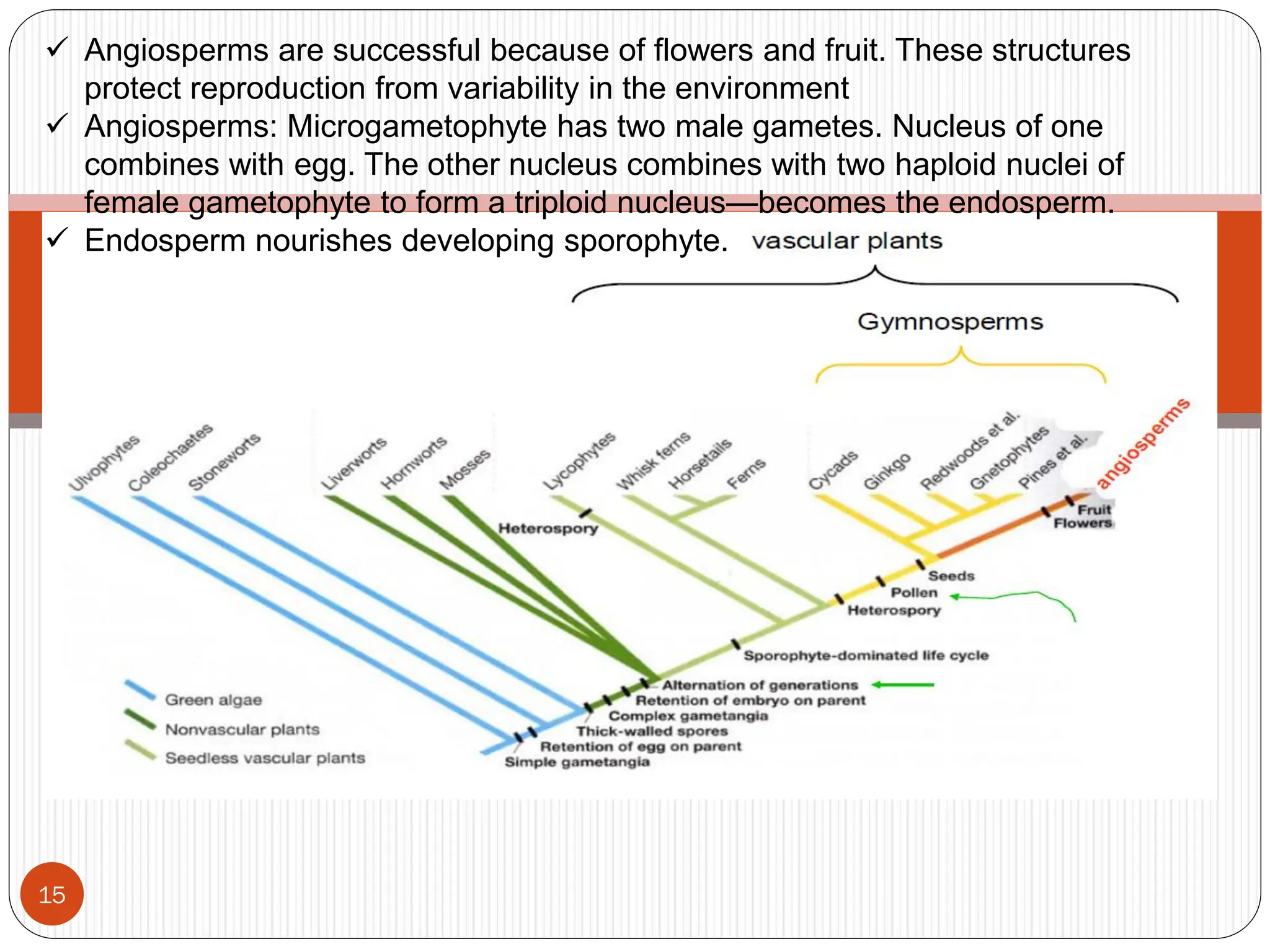 15
.
✓ Angiosperms are successful because of flowers and fruit. These structures
protect reproduction from variability in the environment
✓ Angiosperms: Microgametophyte has two male gametes. Nucleus of one
combines with egg. The other nucleus combines with two haploid nuclei of
female gametophyte to form a triploid nucleus—becomes the endosperm.
✓ Endosperm nourishes developing sporophyte.
 
