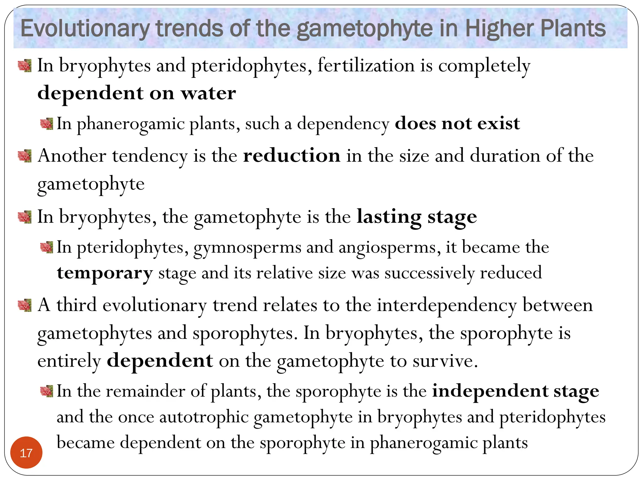 Evolutionary trends of the gametophyte in Higher Plants
In bryophytes and pteridophytes, fertilization is completely
dependent on water
In phanerogamic plants, such a dependency does not exist
Another tendency is the reduction in the size and duration of the
gametophyte
In bryophytes, the gametophyte is the lasting stage
In pteridophytes, gymnosperms and angiosperms, it became the
temporary stage and its relative size was successively reduced
A third evolutionary trend relates to the interdependency between
gametophytes and sporophytes. In bryophytes, the sporophyte is
entirely dependent on the gametophyte to survive.
In the remainder of plants, the sporophyte is the independent stage
and the once autotrophic gametophyte in bryophytes and pteridophytes
became dependent on the sporophyte in phanerogamic plants
17
 