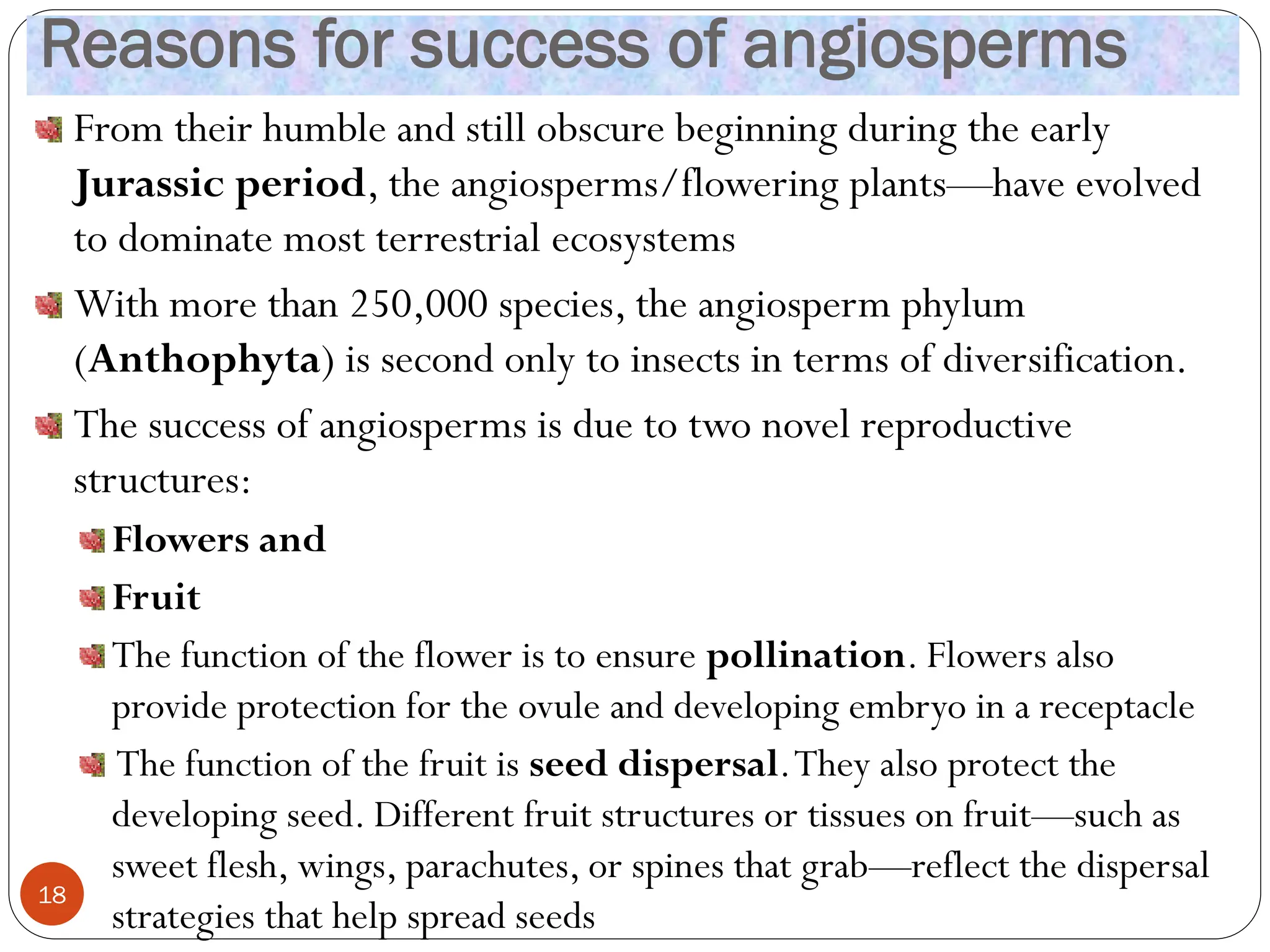 Reasons for success of angiosperms
From their humble and still obscure beginning during the early
Jurassic period, the angiosperms/flowering plants—have evolved
to dominate most terrestrial ecosystems
With more than 250,000 species, the angiosperm phylum
(Anthophyta) is second only to insects in terms of diversification.
The success of angiosperms is due to two novel reproductive
structures:
Flowers and
Fruit
The function of the flower is to ensure pollination. Flowers also
provide protection for the ovule and developing embryo in a receptacle
The function of the fruit is seed dispersal.They also protect the
developing seed. Different fruit structures or tissues on fruit—such as
sweet flesh, wings, parachutes, or spines that grab—reflect the dispersal
strategies that help spread seeds
18
 