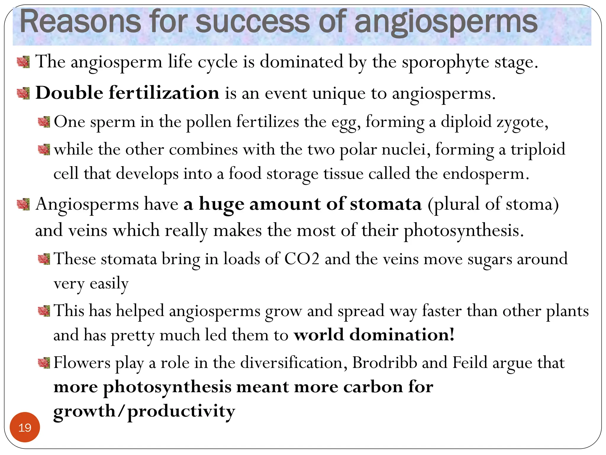 Reasons for success of angiosperms
The angiosperm life cycle is dominated by the sporophyte stage.
Double fertilization is an event unique to angiosperms.
One sperm in the pollen fertilizes the egg, forming a diploid zygote,
while the other combines with the two polar nuclei, forming a triploid
cell that develops into a food storage tissue called the endosperm.
Angiosperms have a huge amount of stomata (plural of stoma)
and veins which really makes the most of their photosynthesis.
These stomata bring in loads of CO2 and the veins move sugars around
very easily
This has helped angiosperms grow and spread way faster than other plants
and has pretty much led them to world domination!
Flowers play a role in the diversification, Brodribb and Feild argue that
more photosynthesis meant more carbon for
growth/productivity
19
 