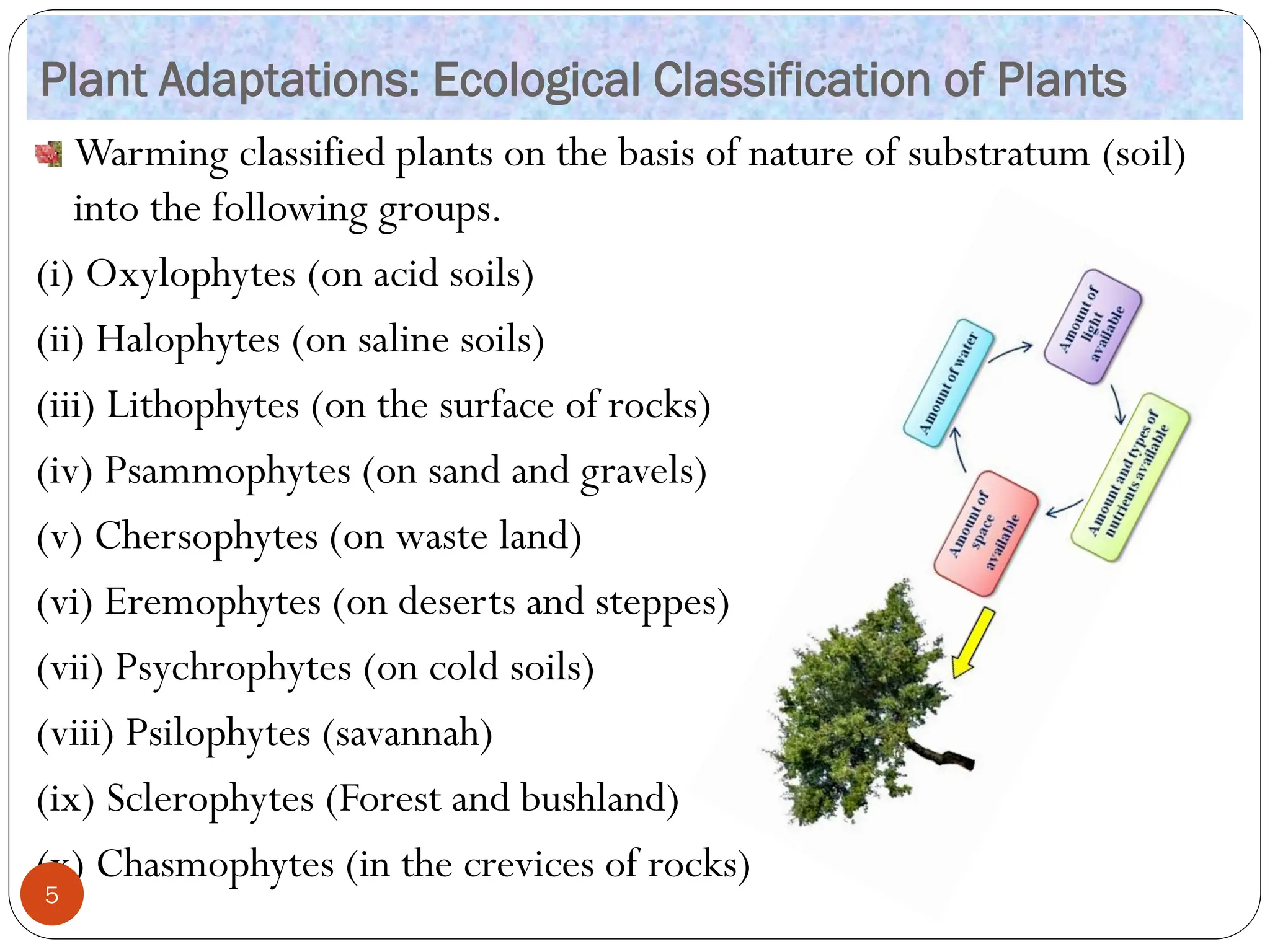 Plant Adaptations: Ecological Classification of Plants
Warming classified plants on the basis of nature of substratum (soil)
into the following groups.
(i) Oxylophytes (on acid soils)
(ii) Halophytes (on saline soils)
(iii) Lithophytes (on the surface of rocks)
(iv) Psammophytes (on sand and gravels)
(v) Chersophytes (on waste land)
(vi) Eremophytes (on deserts and steppes)
(vii) Psychrophytes (on cold soils)
(viii) Psilophytes (savannah)
(ix) Sclerophytes (Forest and bushland)
(x) Chasmophytes (in the crevices of rocks)
5
 
