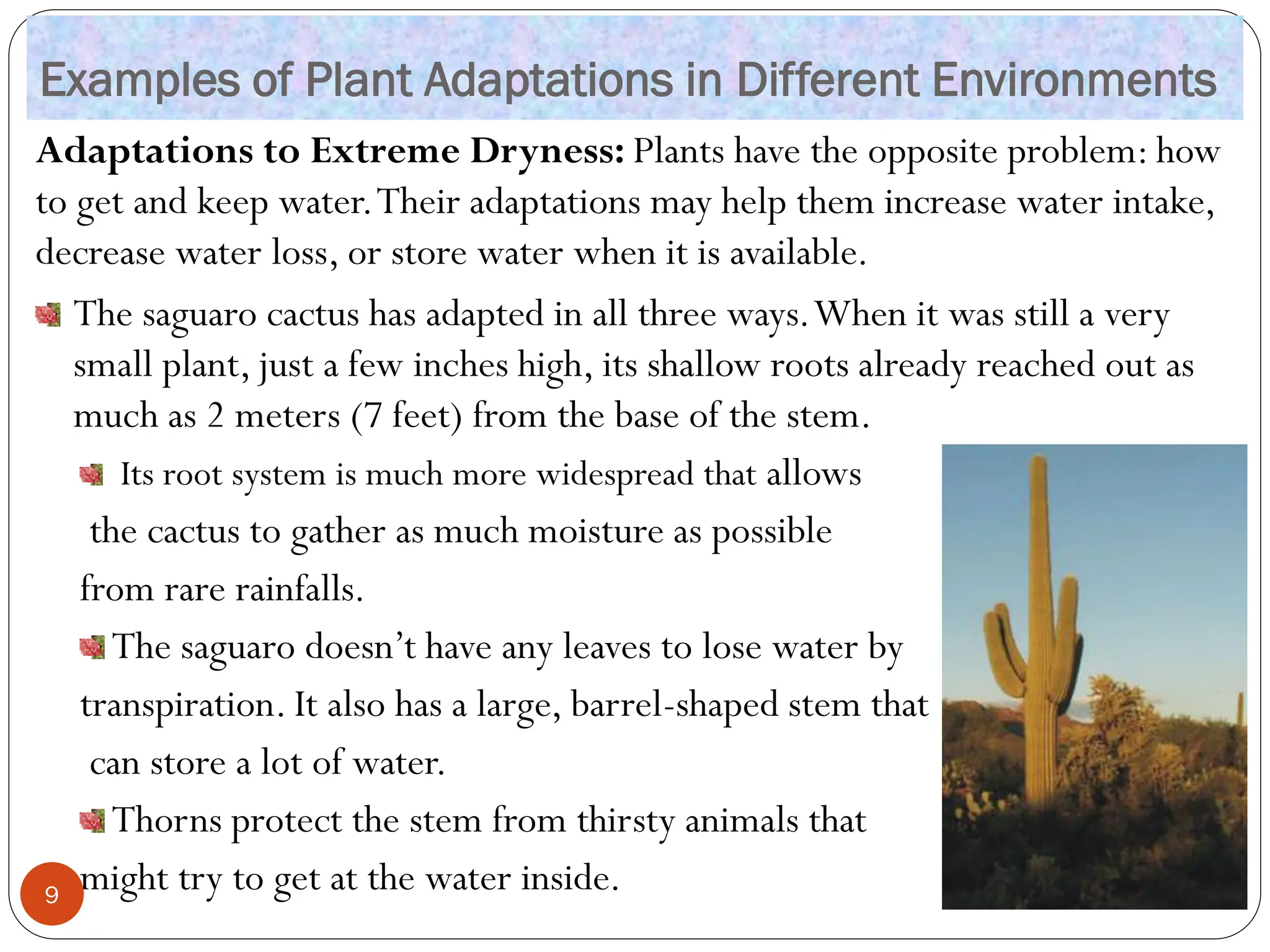 Examples of Plant Adaptations in Different Environments
Adaptations to Extreme Dryness: Plants have the opposite problem: how
to get and keep water.Their adaptations may help them increase water intake,
decrease water loss, or store water when it is available.
The saguaro cactus has adapted in all three ways.When it was still a very
small plant, just a few inches high, its shallow roots already reached out as
much as 2 meters (7 feet) from the base of the stem.
Its root system is much more widespread that allows
the cactus to gather as much moisture as possible
from rare rainfalls.
The saguaro doesn’t have any leaves to lose water by
transpiration. It also has a large, barrel-shaped stem that
can store a lot of water.
Thorns protect the stem from thirsty animals that
might try to get at the water inside.
9
 