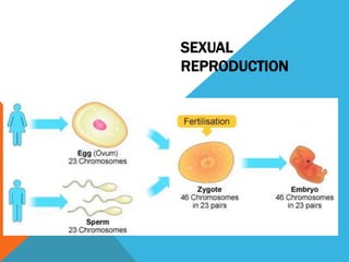 Unit 5 animal reproduction and development | PPTX