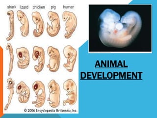 Unit 5 animal reproduction and development | PPTX