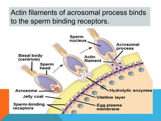 Unit 5 animal reproduction and development | PPTX