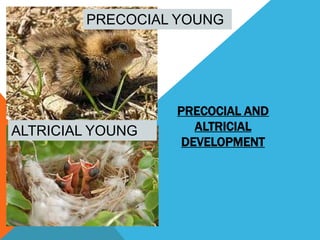 Precocial Development Examples Unit 5 animal reproduction and development | PPTX