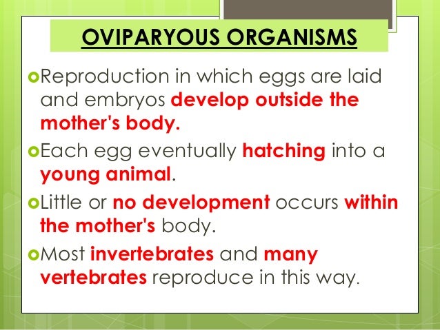 What are ovoviviparous animals?