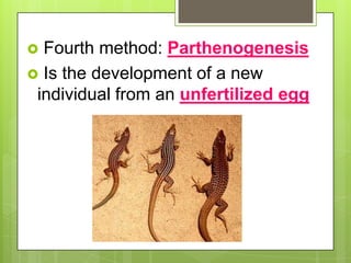Unit 5 animal reproduction and development | PPTX