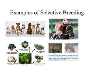 Selective Example Image Grade 10 Science - Biology Unit 5 DNA and RNA.ppt