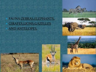  FAUNA:ZEBRAS,ELEPHANTS,
 GIRAFES,LIONS,GAZELLES
 AND ANTELOPES.
 