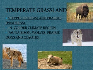  STEPPES (ESTEPAS) AND PRAIRIES
(PRADERAS).
• IN COLDER CLIMATE REGION
• FAUNA:BISON, WOLVES, PRAIRIE
DOGS AND COYOTES.
 