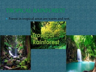  Forest in tropical areas are warm and wet.
 