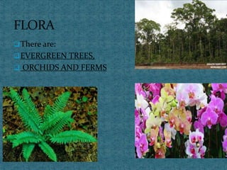 There are:
EVERGREEN TREES,
 ORCHIDS AND FERMS
 