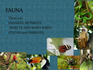  There are:
 SNANKES, MONKEYS,
 INSECTS AND MANY BIRDS
 (TUCAN and PARROTS)
 