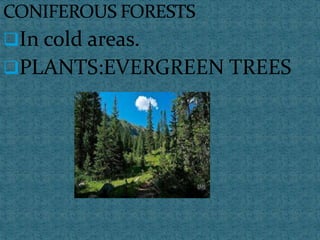 In cold areas.
PLANTS:EVERGREEN TREES
 
