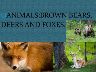 ANIMALS:BROWN BEARS,
DEERS AND FOXES.
 