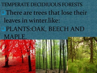 There are trees that lose their
leaves in winter.like:
PLANTS:OAK, BEECH AND
MAPLE.
 