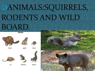ANIMALS:SQUIRRELS,
RODENTS AND WILD
BOARD.
 
