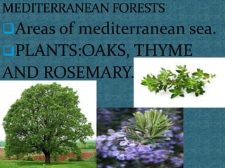 Areas of mediterranean sea.
PLANTS:OAKS, THYME
AND ROSEMARY.
 