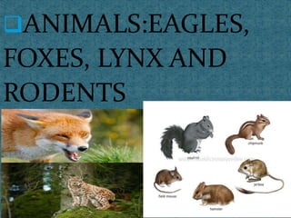 ANIMALS:EAGLES,
FOXES, LYNX AND
RODENTS
 