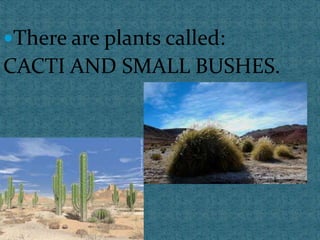 There are plants called:
CACTI AND SMALL BUSHES.
 