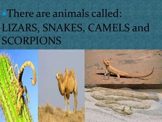 There are animals called:
LIZARS, SNAKES, CAMELS and
SCORPIONS
 