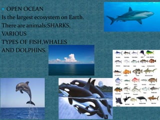  OPEN OCEAN
Is the largest ecosystem on Earth.
There are animals:SHARKS,
VARIOUS
TYPES OF FISH,WHALES
AND DOLPHINS.
 