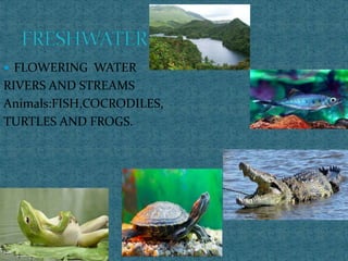  FLOWERING WATER
RIVERS AND STREAMS
Animals:FISH,COCRODILES,
TURTLES AND FROGS.
 