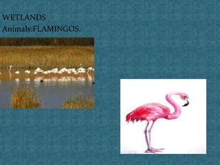 WETLANDS
Animals:FLAMINGOS.
 