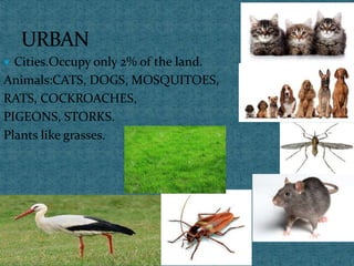  Cities.Occupy only 2% of the land.
Animals:CATS, DOGS, MOSQUITOES,
RATS, COCKROACHES,
PIGEONS, STORKS.
Plants like grasses.
 