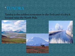 Tundra is the coldest ecosystem in the Erth and it’s dry.It
located near the North Pole.
 