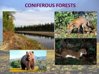 CONIFEROUS FORESTS
 