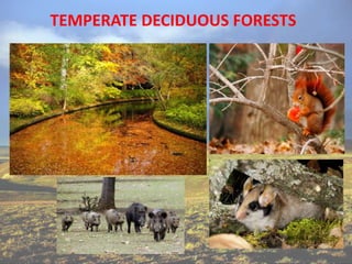 TEMPERATE DECIDUOUS FORESTS
 