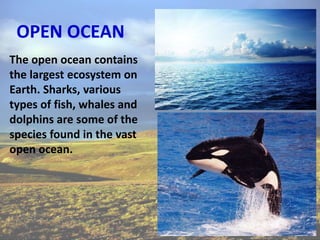 OPEN OCEAN
The open ocean contains
the largest ecosystem on
Earth. Sharks, various
types of fish, whales and
dolphins are some of the
species found in the vast
open ocean.
 