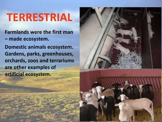 TERRESTRIAL
Farmlands were the first man
– made ecosystem.
Domestic animals ecosystem.
Gardens, parks, greenhouses,
orchards, zoos and terrariums
are other examples of
artificial ecosystem.
 
