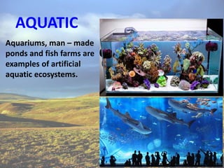 A closer look at Man-Made Aquarium Ecosystems In Condos