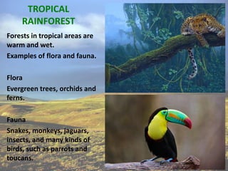 TROPICAL
RAINFOREST
Forests in tropical areas are
warm and wet.
Examples of flora and fauna.
Flora
Evergreen trees, orchids and
ferns.
Fauna
Snakes, monkeys, jaguars,
insects, and many kinds of
birds, such as parrots and
toucans.
 
