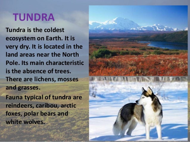 tundra ecosystem under fontanacountryinn com tundra ecosystem