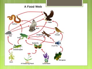 Unit 5 ecosystems Lucia y Nayara
