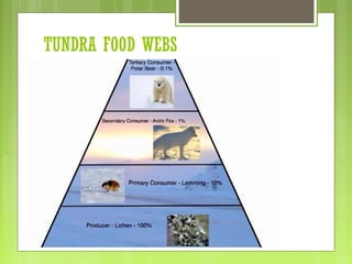 TUNDRA FOOD WEBS
 